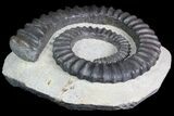 Devonian Ammonite (Anetoceras) - Extra Large Specimen #92732-1